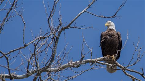 Aberdeen Proving Ground Wildlife