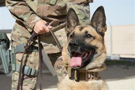 Air Force K9 Handler in action