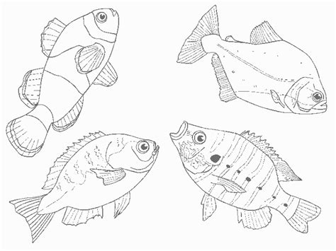 Animal Coloring Page Ideas