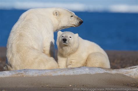 Arctic Wildlife