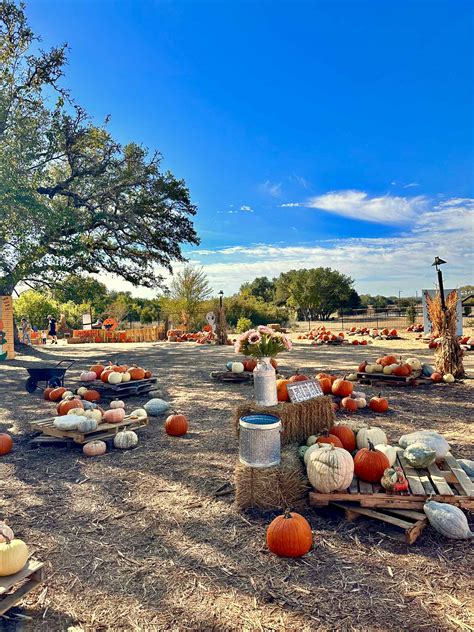 Austin Pumpkin Patch