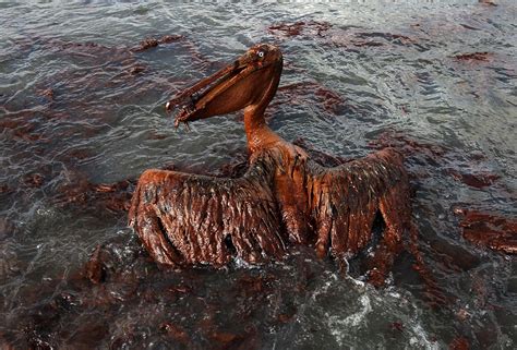 The BP Oil Spill