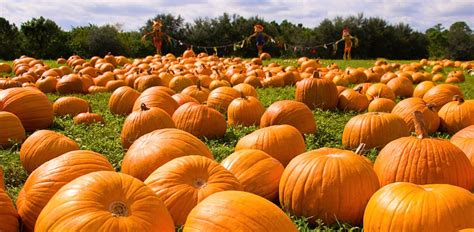 Best Pumpkin Patch