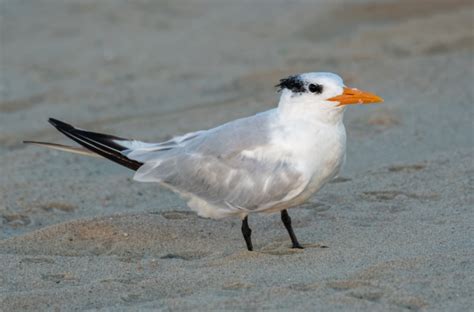 Birdwatching in US Marine Reserves