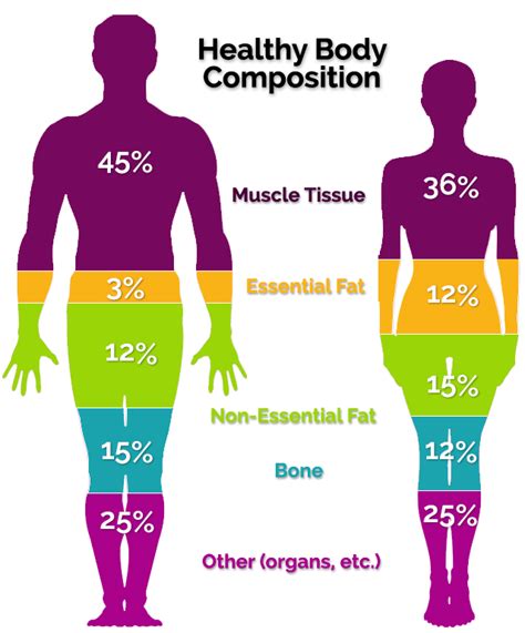 Body Composition