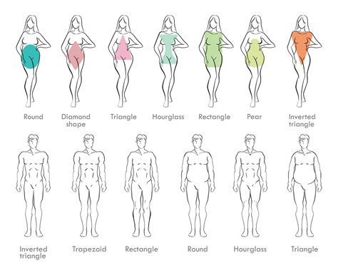 Body Types