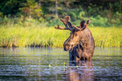 Canadian Wildlife