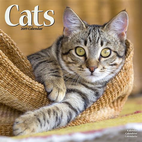 Cat Breeds Calendar