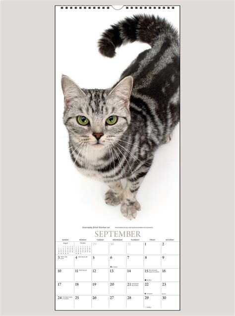 Cat Calendar Photos