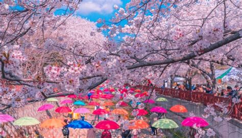 Cherry Blossom Festival in Korea