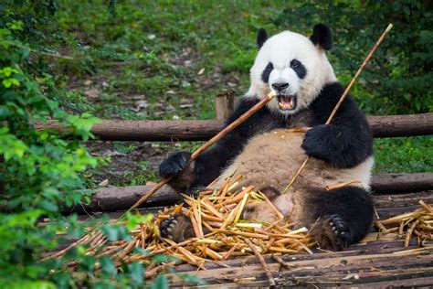 Chinese panda in a bamboo forest