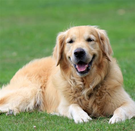 Decorative Uses of Golden Retriever Calendars