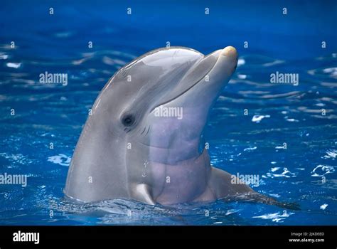 Dolphin in captivity