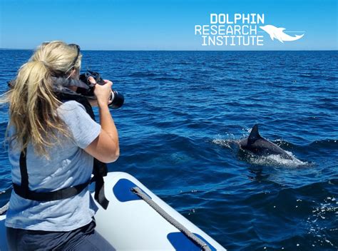 Dolphin research