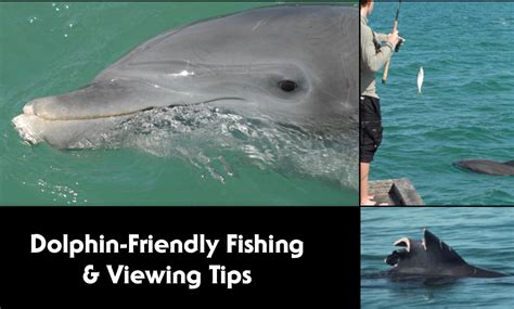 Dolphin safety tips