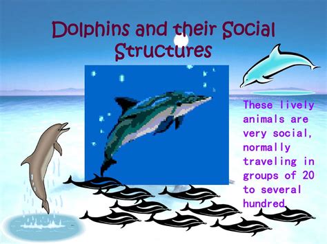 Dolphin social structure