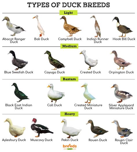 Duck Breeds and Characteristics