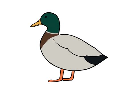 Duck Illustration Tutorials