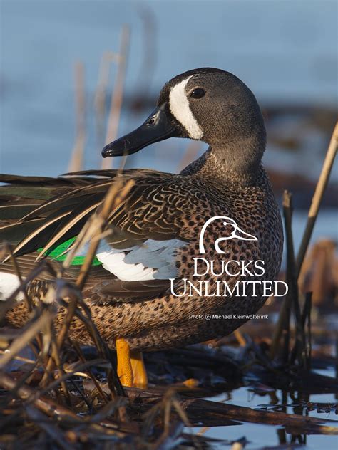 Ducks Unlimited Image