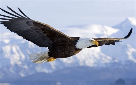 Eagle in flight over forest landscape