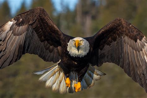 Eagle soaring over forest landscape