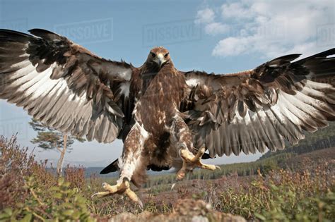 White-tailed eagle in flight over Scottish landscape