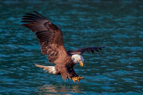 Photographer capturing eagle in flight