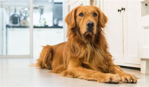 Educational Value of Golden Retriever Calendars