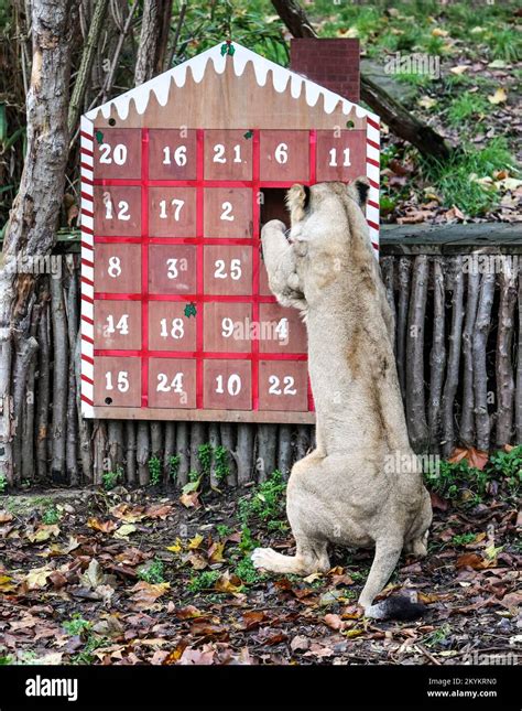 How to Enjoy the Advent Calendar