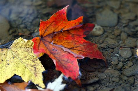 Fall foliage image