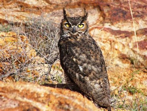 Franklin Mountains Wildlife