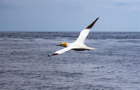 Gannet Image