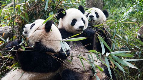 Giant Panda Chengdu