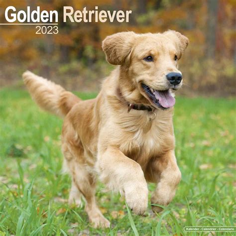 Gifting Golden Retriever Calendars