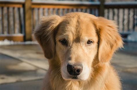 Description of Golden Retriever Adults Image 3