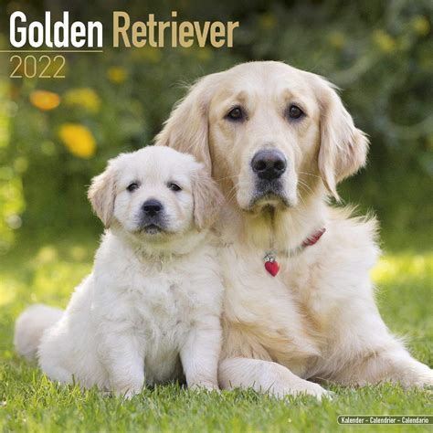 Golden Retriever Calendar Image