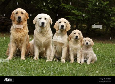 Description of Golden Retriever Family Image 4