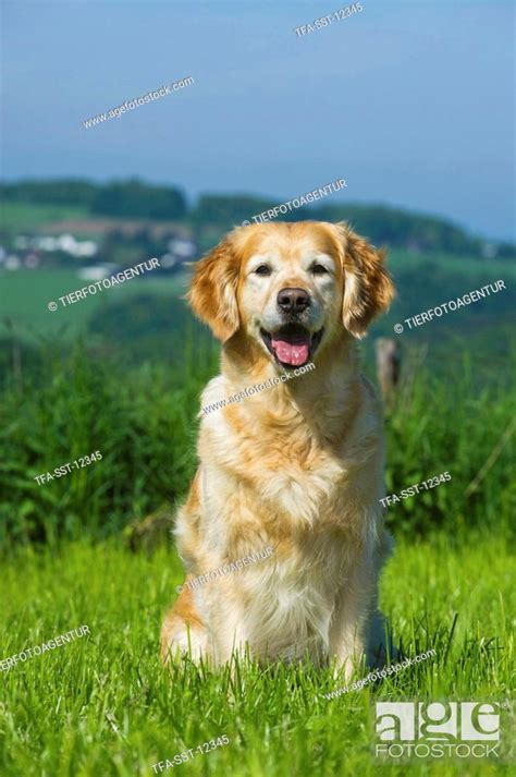 Description of Golden Retriever Image 1