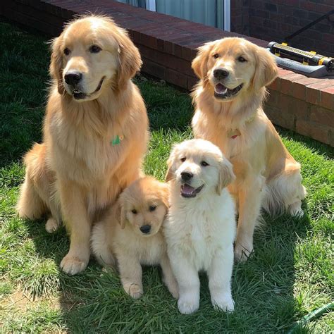 Description of Golden Retriever Puppies Image 2