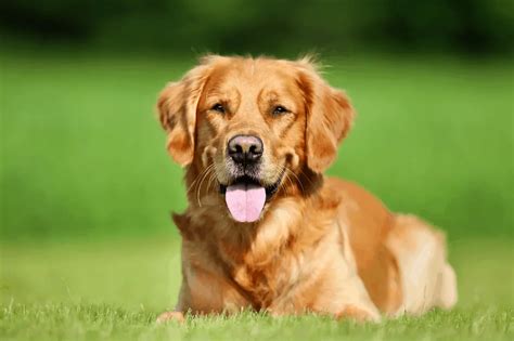 Description of Golden Retriever Training Image 10