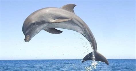 Human behavior and dolphin attacks