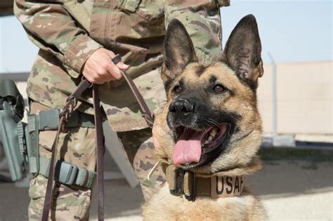 K9 Handler at Air Force Base