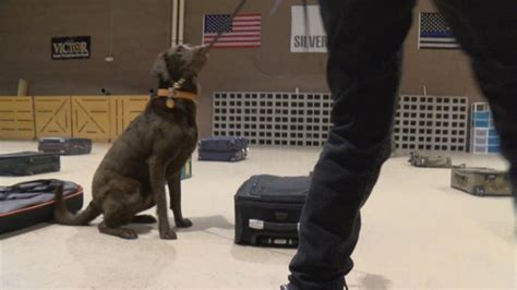 K9 Handler Air Force Explosives Detection