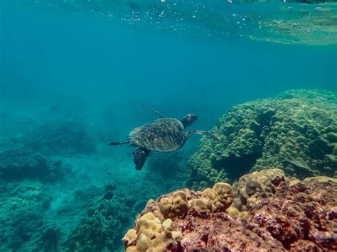 Kaneohe Bay Environmental Initiatives