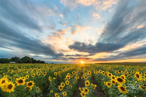 Kansas sunflower fields