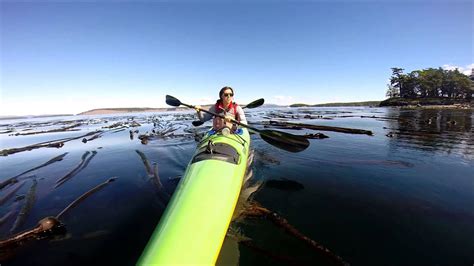 Kayaking Through Kelp Forests