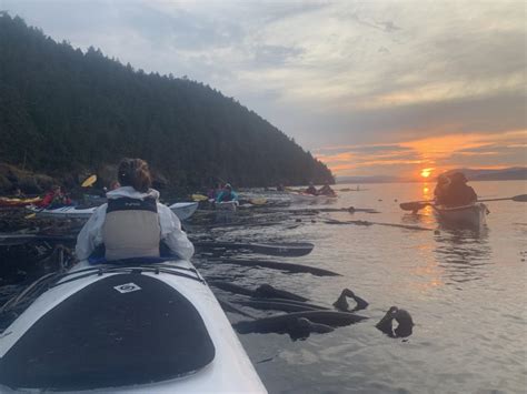 Kayaking Through Kelp Forests