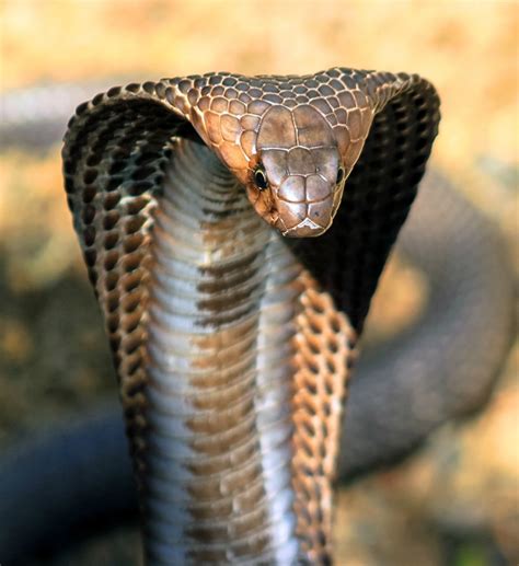 King Cobra in a tree