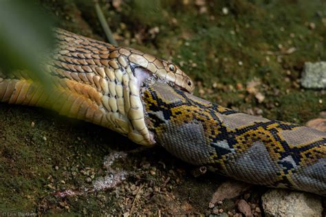 King Cobra and Python in a face-off