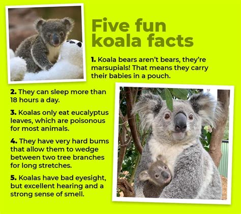 Koala Facts for Language Learners